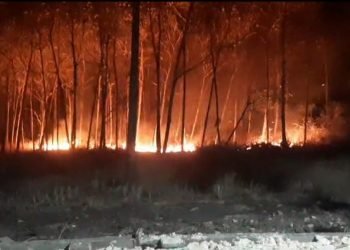 Warga Bojonegoro Diminta Waspada, Kebakaran Hutan Kembali Terjadi