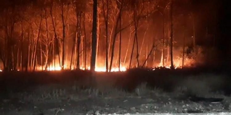 Warga Bojonegoro Diminta Waspada, Kebakaran Hutan Kembali Terjadi