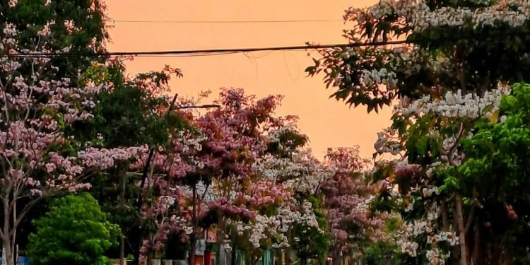 Tabebuya Mekar di Bojonegoro, Pertanda Musim Hujan Tiba: Pemandangan Bak Bunga Sakura