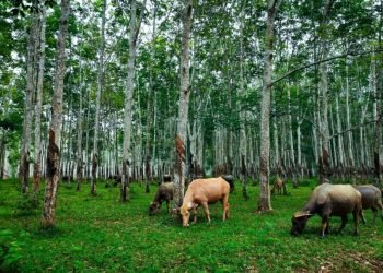 Dampak Sub-Sektor Peternakan pada Emisi Gas Rumah Kaca dan Strategi Mitigasi Berkelanjutan