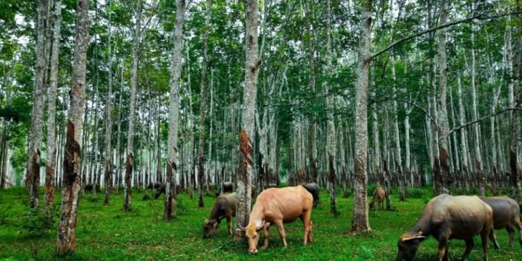 Dampak Sub-Sektor Peternakan pada Emisi Gas Rumah Kaca dan Strategi Mitigasi Berkelanjutan