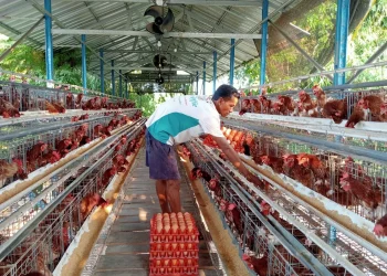 Berdaya dari Desa, Kacangan Kembangkan Sektor Peternakan dan Pariwisata