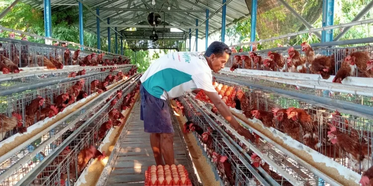 Berdaya dari Desa, Kacangan Kembangkan Sektor Peternakan dan Pariwisata
