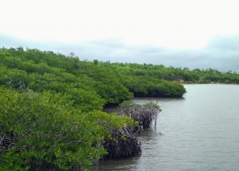 MANGROVE: PELUANG DAN TANTANGAN DALAM PENGELOLAANNYA