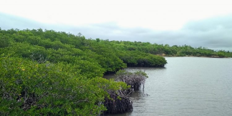 MANGROVE: PELUANG DAN TANTANGAN DALAM PENGELOLAANNYA