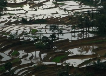 Koridor Satwa Halimun Salak: Solusi Alam untuk Krisis Planet Tiga Dimensi