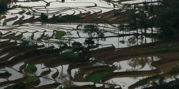 Koridor Satwa Halimun Salak: Solusi Alam untuk Krisis Planet Tiga Dimensi