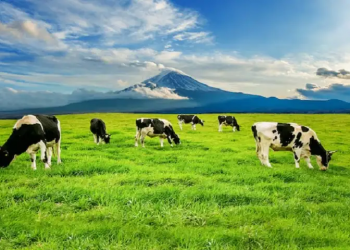 Impor 200 Ribu Sapi Perah, Pemerintah Rancang Pabrik Susu Lokal