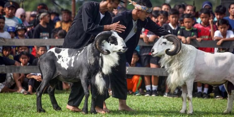 Kementerian Imigrasi Siapkan Pengembangan Domba Garut di Nusakambangan