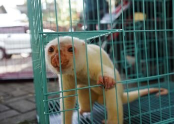 Gagalkan Penyelundupan Besar, 900 Satwa Liar Diamankan