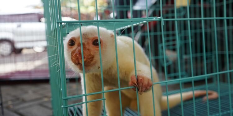 Gagalkan Penyelundupan Besar, 900 Satwa Liar Diamankan