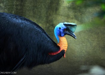 kerapu