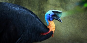 kerapu