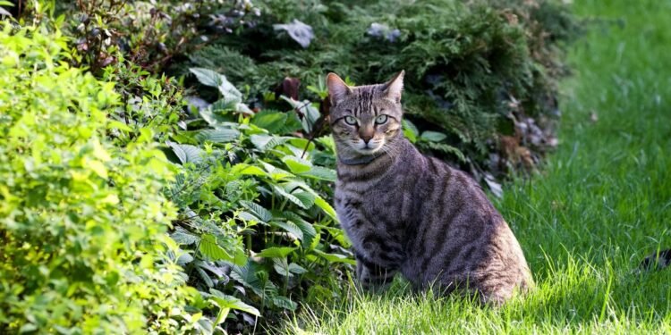 tanaman