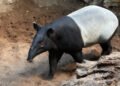 tapir