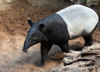 tapir