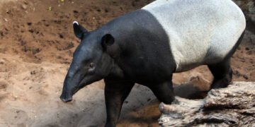 tapir