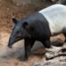 tapir