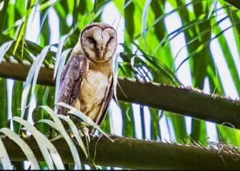 sawit