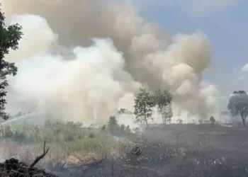 kalimantan