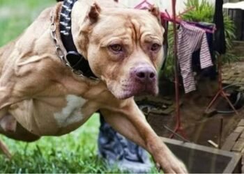 pitbull