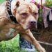 pitbull