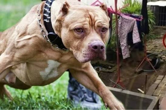 pitbull