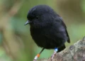 bird