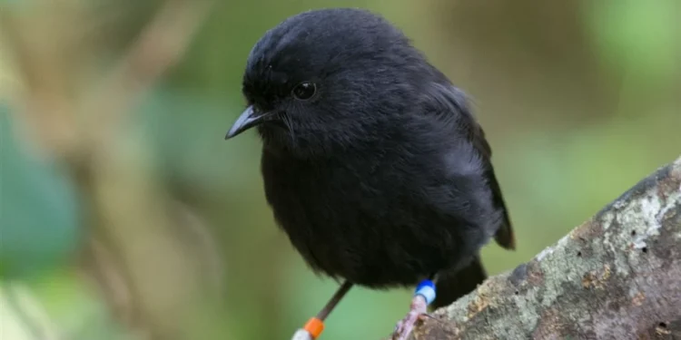 bird