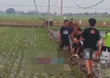 sawah