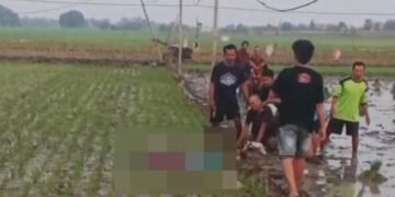 sawah