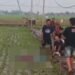 sawah