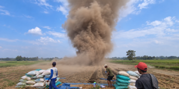 persawahan