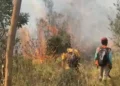 Hutan Gunung Lawu Terbakar 100 Hektare, Berpotensi Merembet