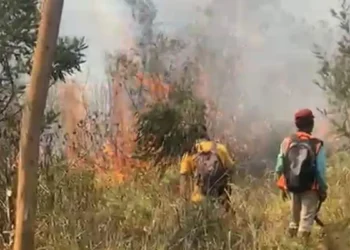 Hutan Gunung Lawu Terbakar 100 Hektare, Berpotensi Merembet