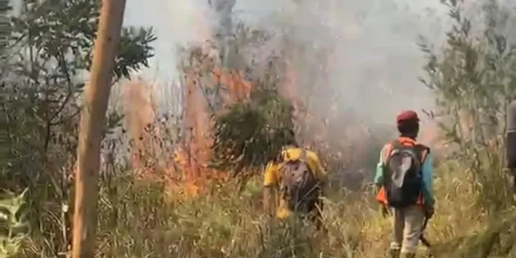 Hutan Gunung Lawu Terbakar 100 Hektare, Berpotensi Merembet